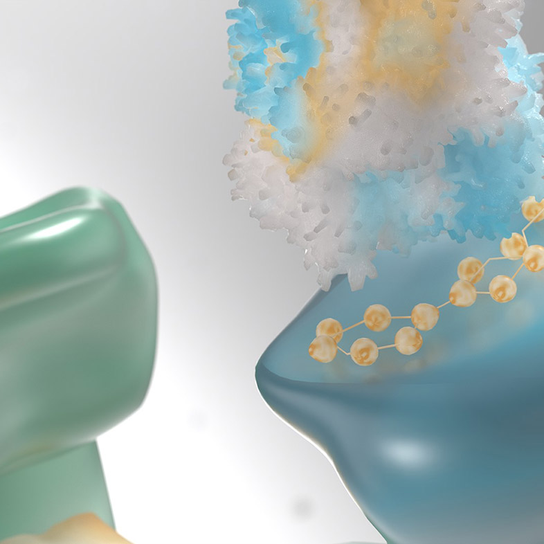 Illustration model of protein degradation